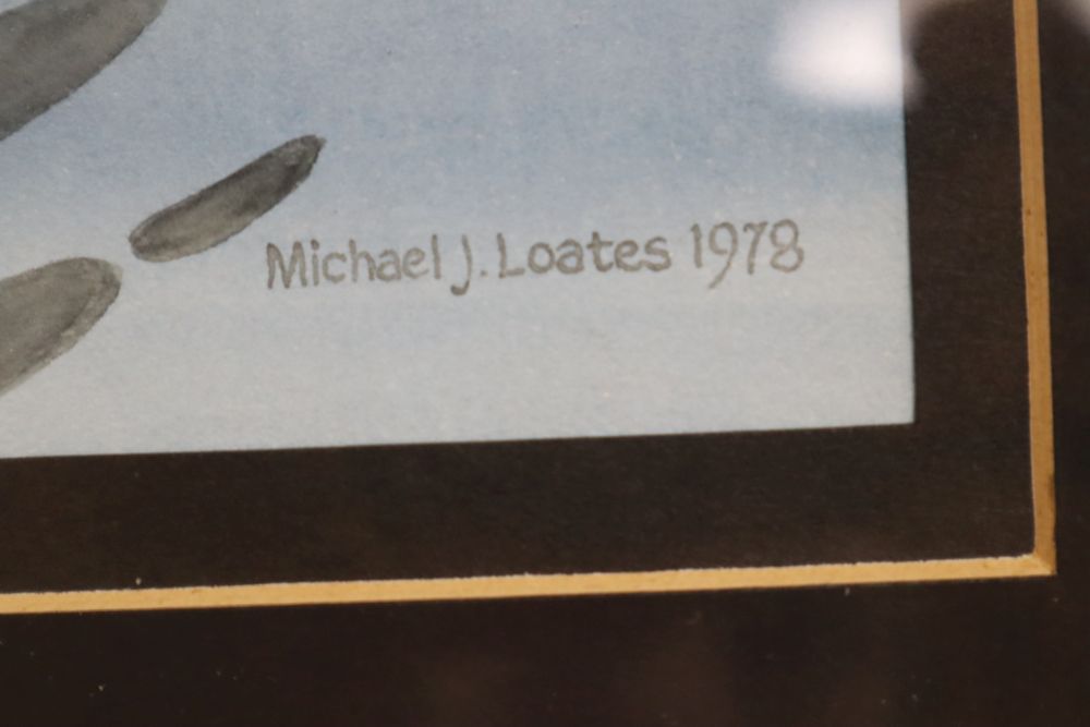 Michael J Loates (20th century), watercolour, study of a Redshank, signed and dated 1978, 27 x 18cm